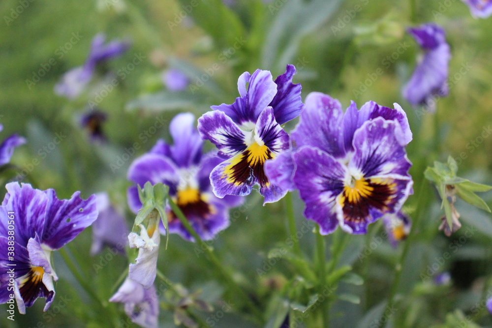flowers in the garden