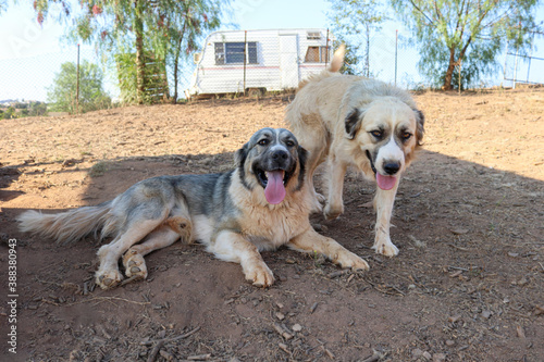 Livestock guardian dogs on duty (Great Pyrenees Mixed with Pitbull and Husky)