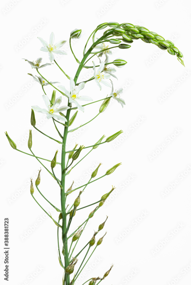 ornithogalum brevistylum su fondo bianco
ornithogalum brevistylum su fondo bianco