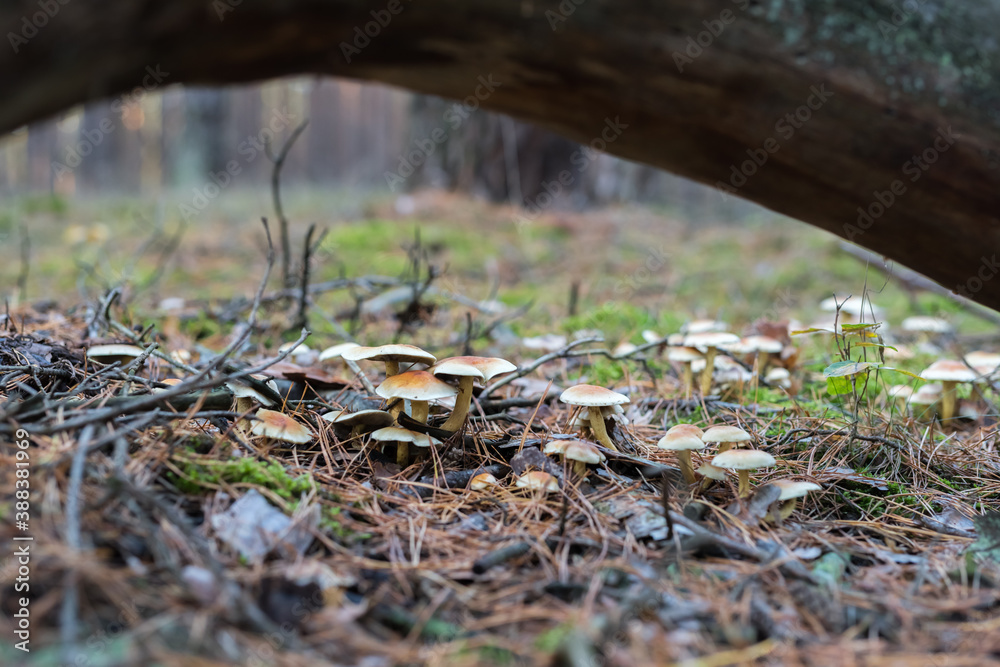 Obraz premium A group of hypholoma fasciculare behind a fallen tree