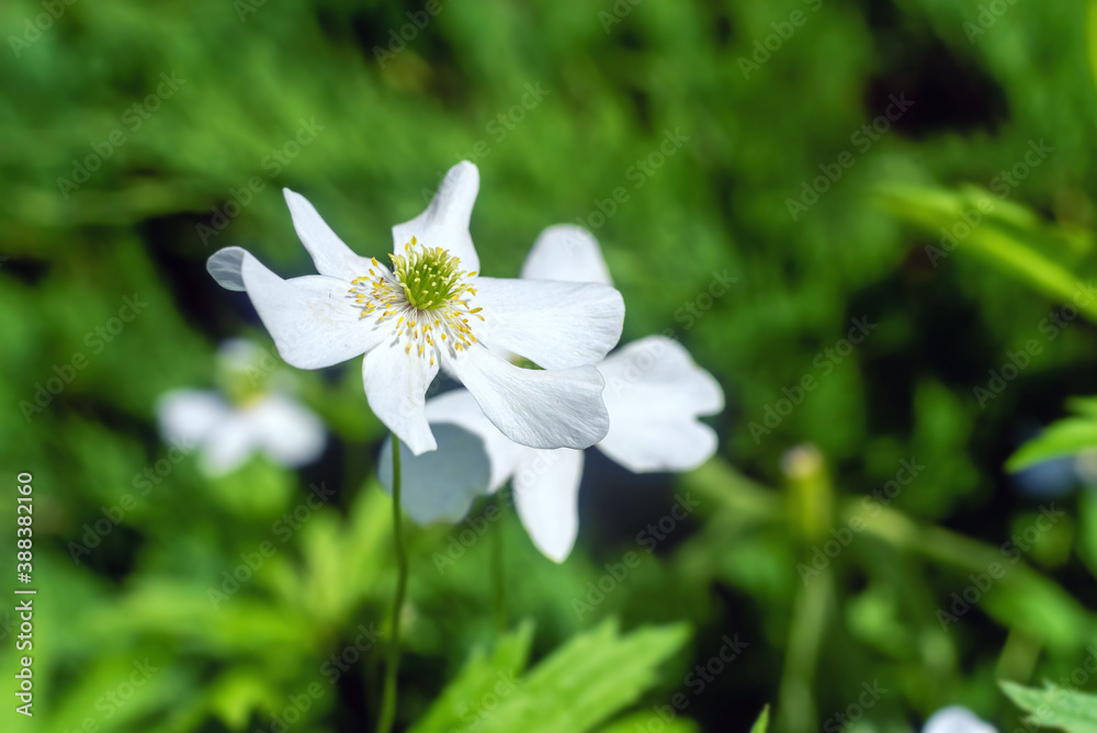 White anemone nemorosa flower on a blurry green background. White anemone nemorosa flower on a blurry green background.