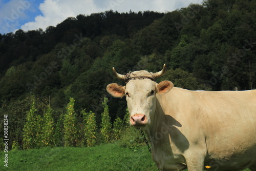 Fototapeta Naklejka Na Ścianę i Meble -  cow in the mountains