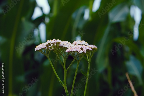 Close-up of a wild flower kwown as common yarrow under the evening sunlight, scientific name Achillea millefolium
 photo