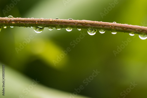 Water droplets hanging from the stems