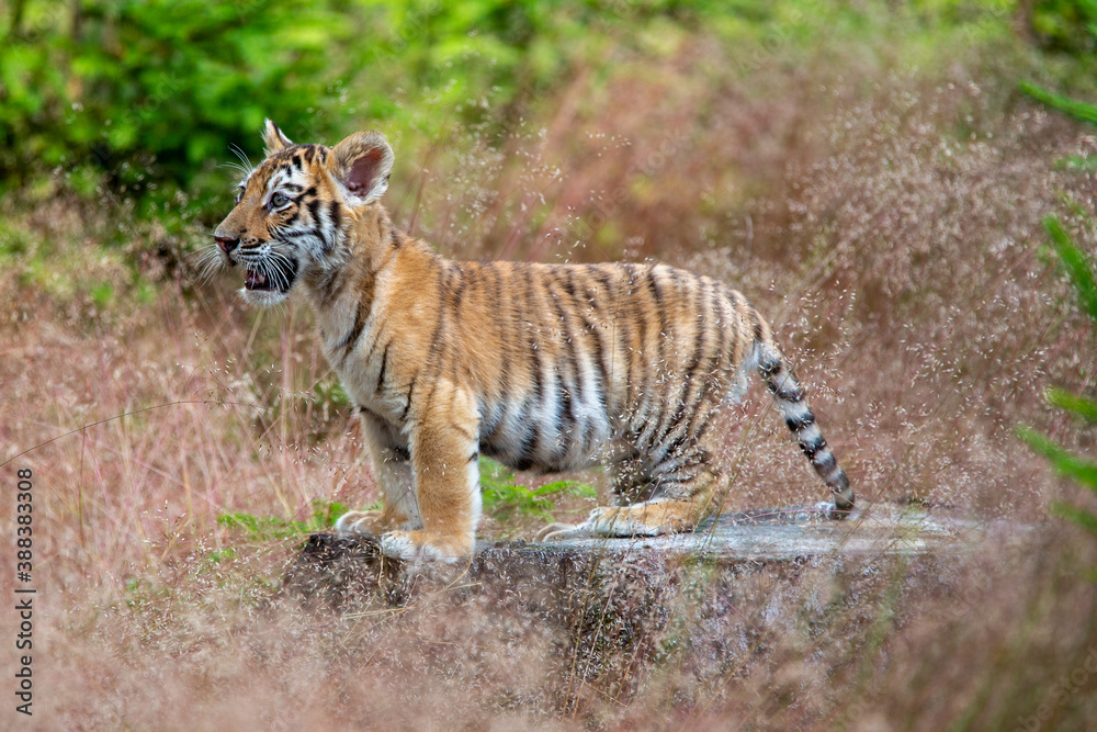 Junger Tiger auf einem Baumstumpf zwischen Gräsern stehend Junger Tiger auf einem Baumstumpf zwischen Gräsern stehend