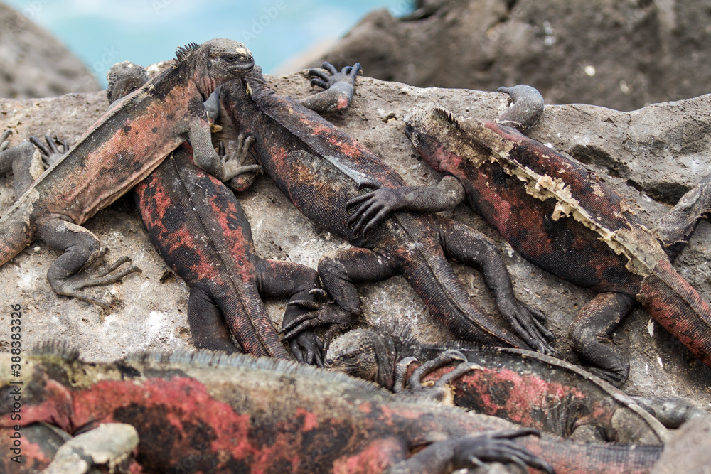 Naklejka premium Iguanas Marinas