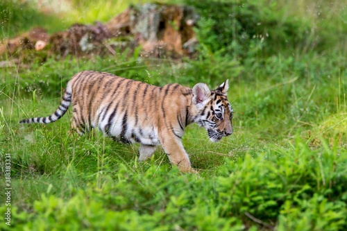 Junger Tiger schleicht durch niedriges Gras im Wald