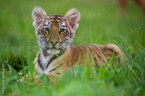 Canvas Print Junger Tiger sitzt im Gras und blickt auf den Betrachter