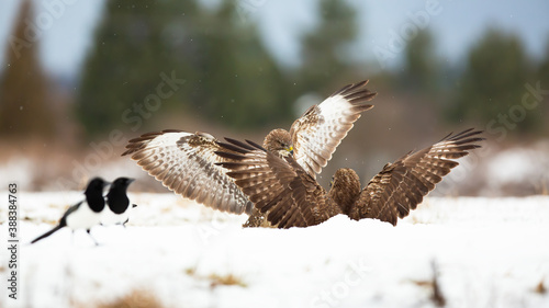 Two common buzzards, buteo buteo, fighting on snowy ground in winter. Aggressive birds of prey in battle on white meadow. Pair of angry feathered animals against each other.