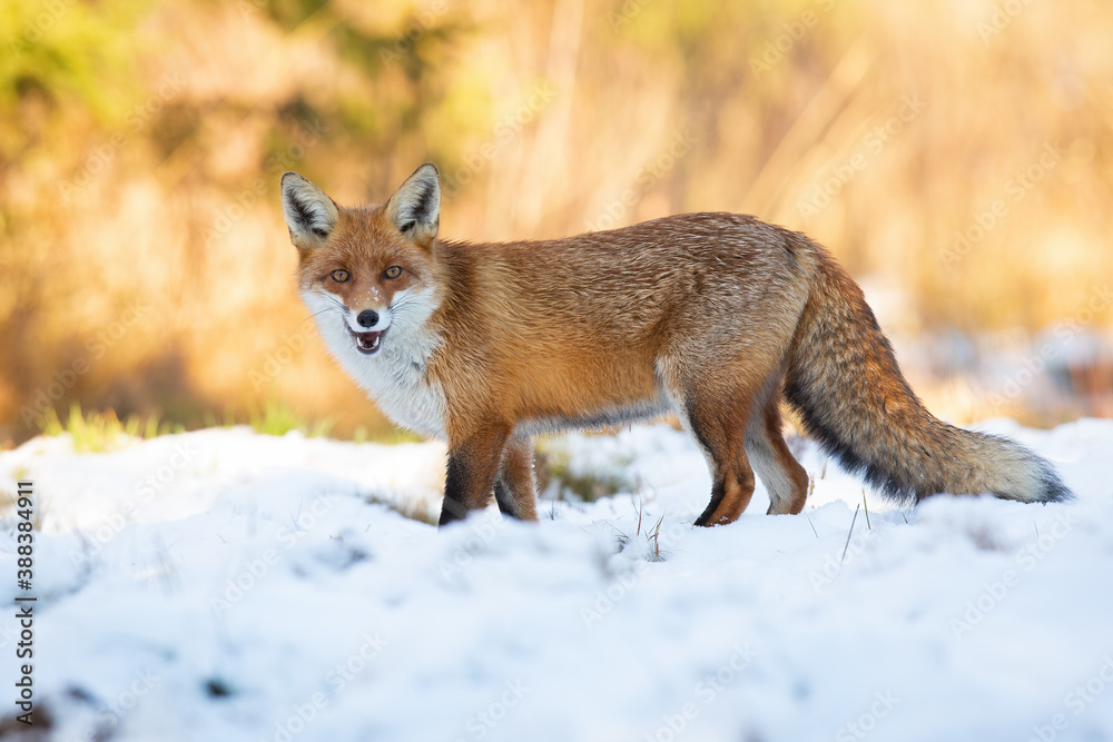 Red fox, vulpes vulpes, standing on field with open mouth in winter. Wild mammal looking to the camera on white pasture. Orange bushy beast hissing on snowy glade.