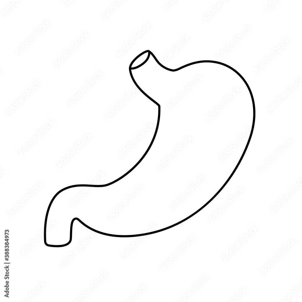 Human stomach flat style vector contour illustration. Internal organ icon, logo. Anatomy, medicine concept. Healthcare. Isolated on white background. Human stomach flat style vector contour illustration. Internal organ icon, logo. Anatomy, medicine concept. Healthcare. Isolated on white background.