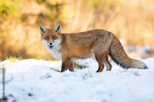 Red fox, vulpes vulpes, standing on field with open mouth in winter. Wild mammal looking to the camera on white pasture. Orange bushy beast hissing on snowy glade. © WildMedia