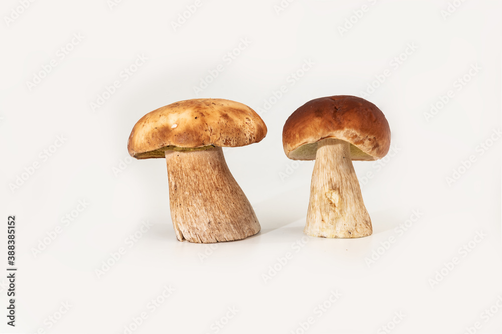 Beautiful fresh porcini mushrooms on white background isolated season healthy food Beautiful fresh porcini mushrooms on white background isolated season healthy food