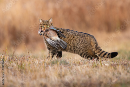 Fierce european wildcat, felis silvestris, holding dead bird in mouth in autumn. Hungry predator catching a prey on dry grass in fall. Stripped brown animal looking to the camera with killed jay on