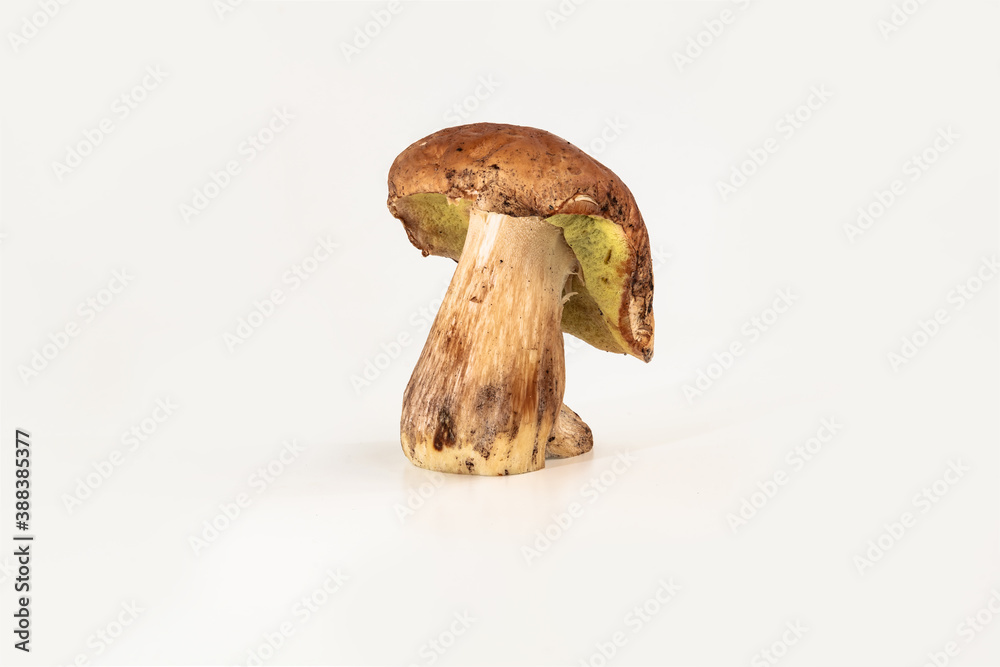Beautiful fresh porcini mushrooms on white background isolated season healthy food Beautiful fresh porcini mushrooms on white background isolated season healthy food
