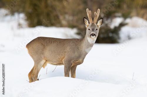 roe deer, capreolus capreolus, buck standing on meadow in wintertime nature. Roebuck with growing antlers wrapped in soft velvet looking to the camera on snowy field. Wild brown mammal on white glade.