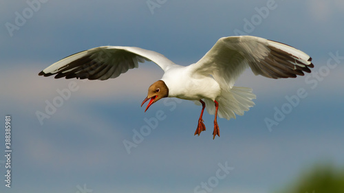 Black-headed gull, chroicocephalus ridibundus, flying midair in summertime. Big white bird with open beak hovering in the air on a sunny day in nature.