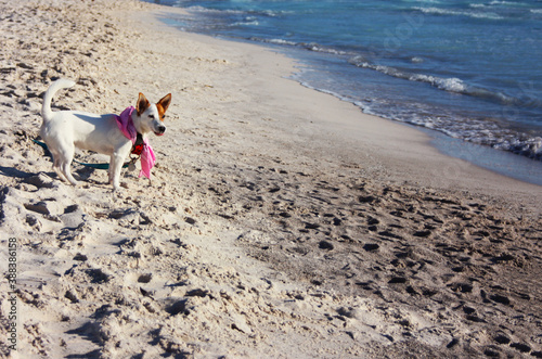 female jack russell terrier puppy with pink bandana around her neck by the sea on a sandy beach