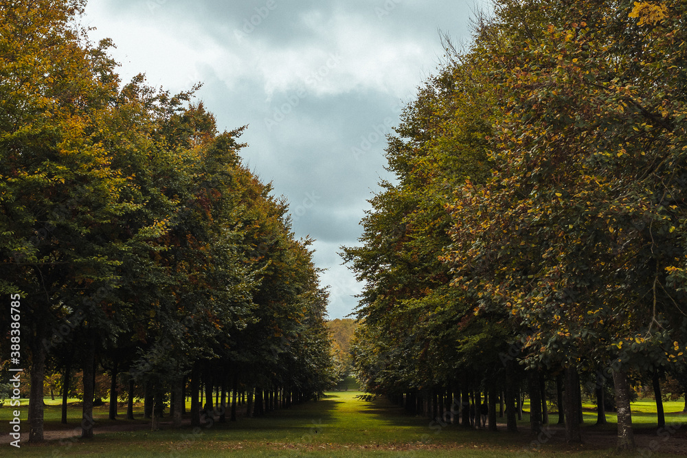 Naklejka premium autumn in the park