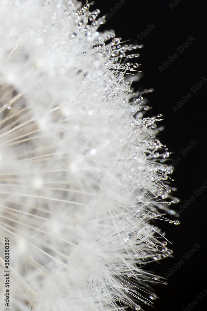 Obraz premium Pusteblume