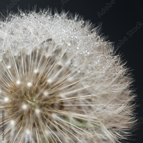 Pusteblume