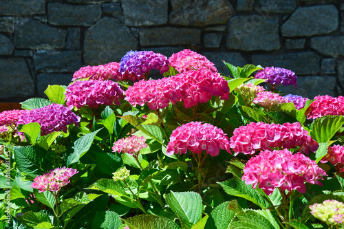 Close-up of flowering plants of hortensia (Hydrangea macrophylla), a deciduous shrub native to Japan growing to 2 m tall by 2.5 m broad with large heads of pink or blue flowers in summer and autums photo