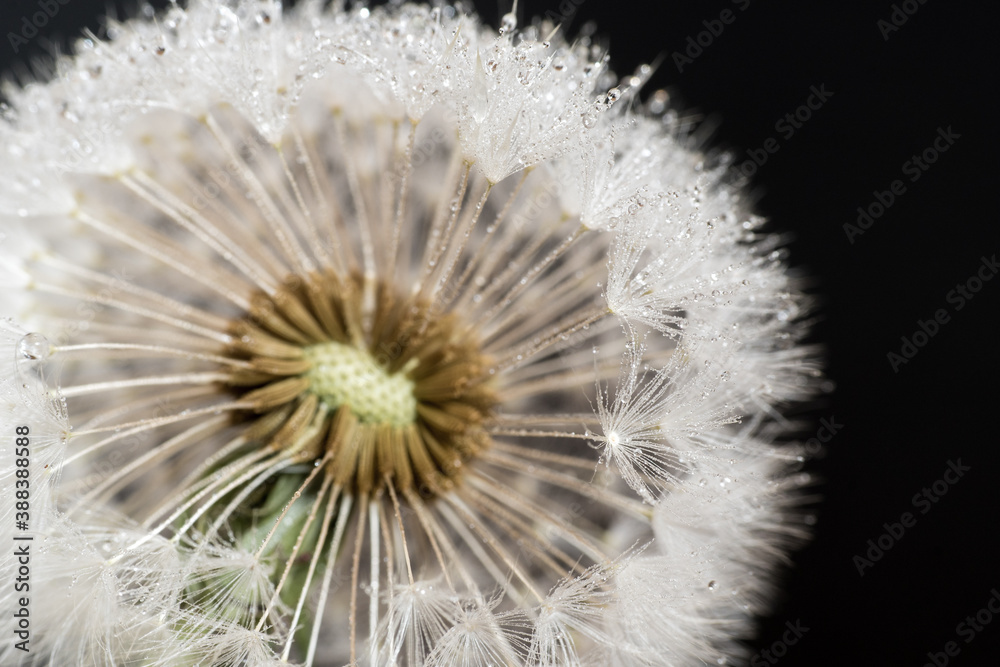 Obraz premium Pusteblume