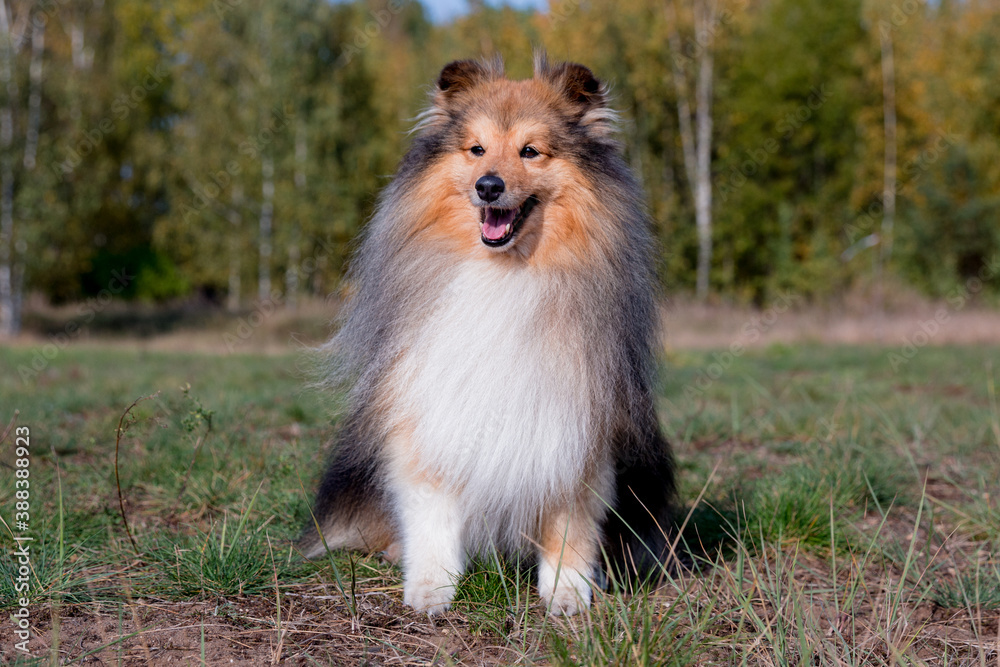 Stunning nice fluffy sable white shetland sheepdog puppy, sheltie outside portrait on a sunny autumn day. Small cute Scottish collie dog, lassie with funny ears portrait with green background Stunning nice fluffy sable white shetland sheepdog puppy, sheltie outside portrait on a sunny autumn day. Small cute Scottish collie dog, lassie with funny ears portrait with green background