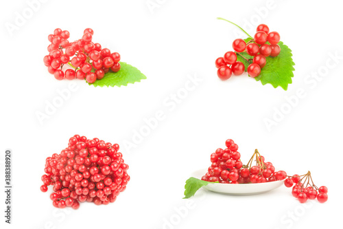 Group of red guelder rose berries isolated on a white background cutout