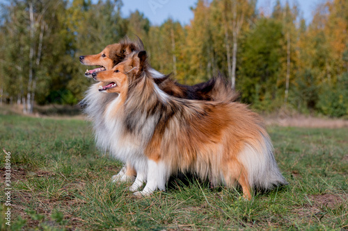 Stunning nice fluffy sable white shetland sheepdog male and female, sheltie standing with yellow leaves background. Small, little cute collie, lassie sheepdog, outdoors portrait. Working companion 