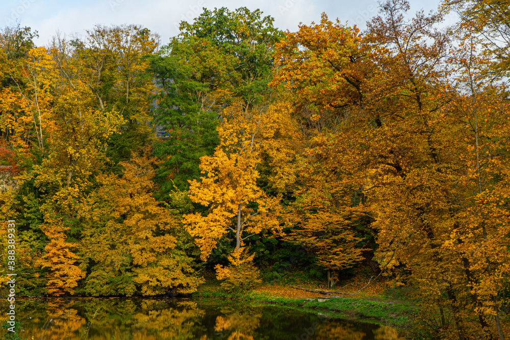 Obraz premium autumn in the park