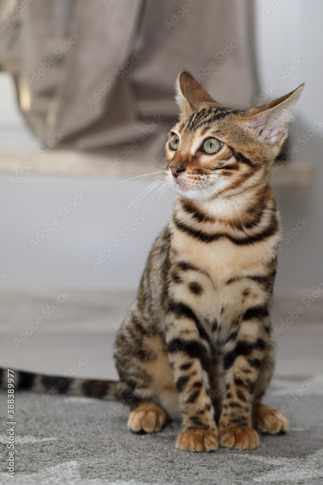 Bengal Cat with rosette. Cute bengal kitty.