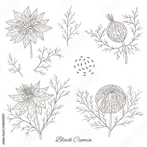 Herbs, spices and seasonings collection. Vector hand drawn illustration of a medicinal plant patchouli on a light background