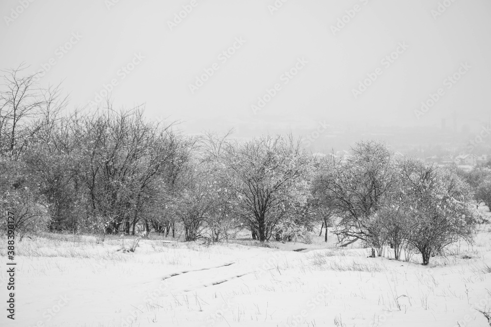 Fototapeta premium snow covered trees