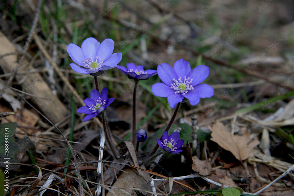 beautiful blue snowdrops in the forest close up beautiful blue snowdrops in the forest close up