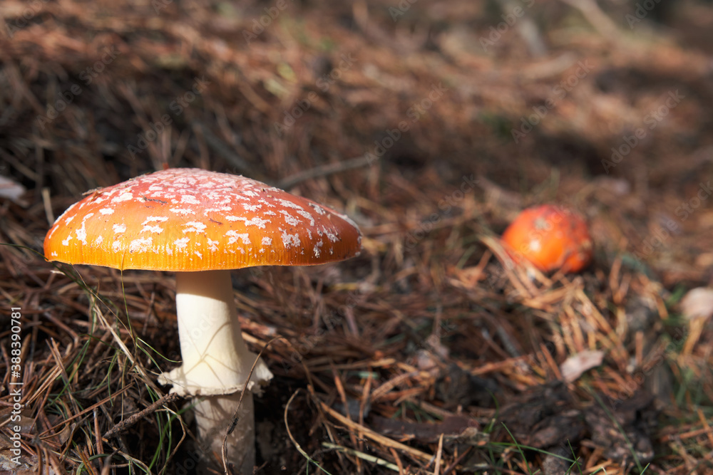 Amanita Muscaria, poisonous mushroom. In pine forest Amanita Muscaria, poisonous mushroom. In pine forest