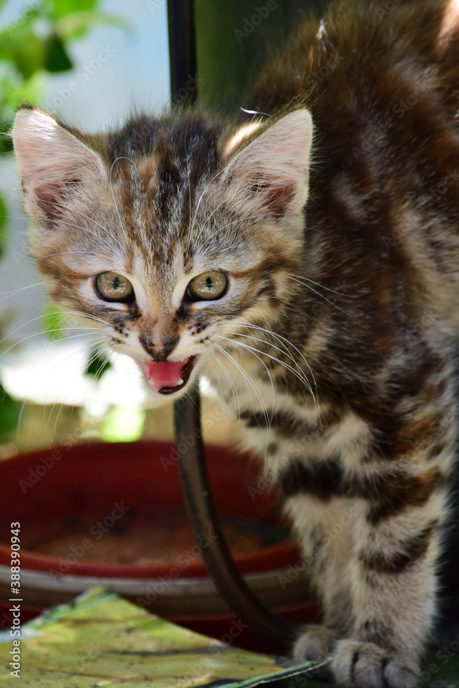 Obraz premium angry cat