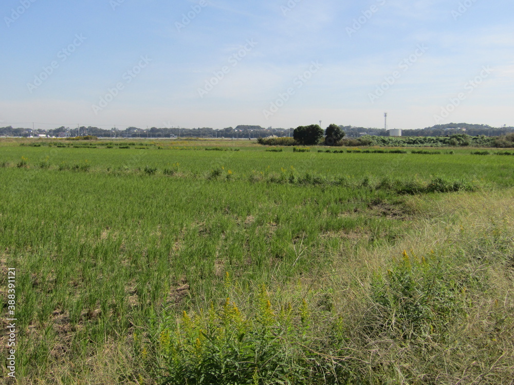 Fototapeta premium のどかな田んぼの風景