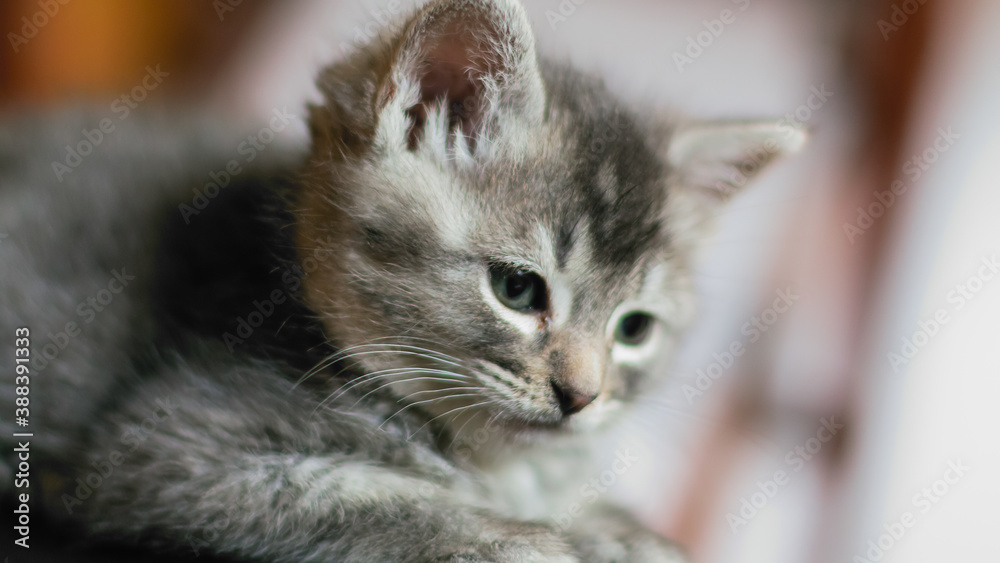 Retrato en primer plano de un pequeño tierno y adorable gato gris de dos meses de edad jugueteando y con mirada curiosa.