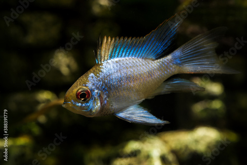 Cichlid fish with a blue shiny color.
