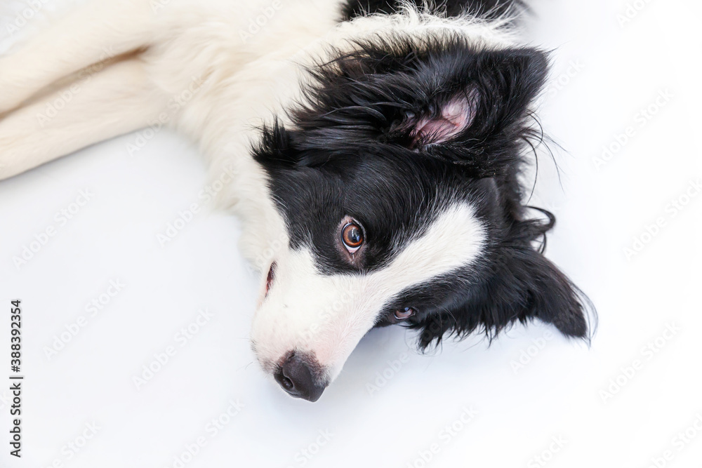 Funny studio portrait of cute smiling puppy dog border collie isolated on white background. New lovely member of family little dog gazing and waiting for reward. Funny pets animals life concept.