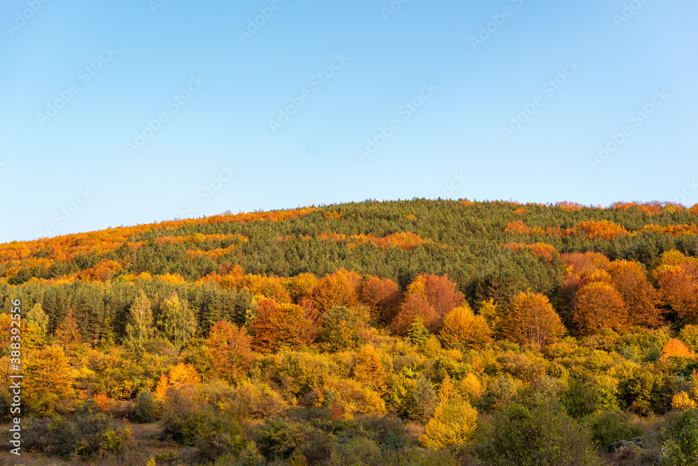 Autumn hillside covered with colorful trees forest sharp detail orange green minimal mountain rural landscape bulgaria