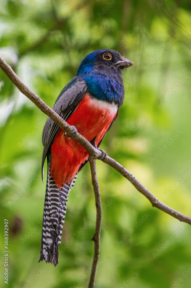 Fototapeta premium Surucua