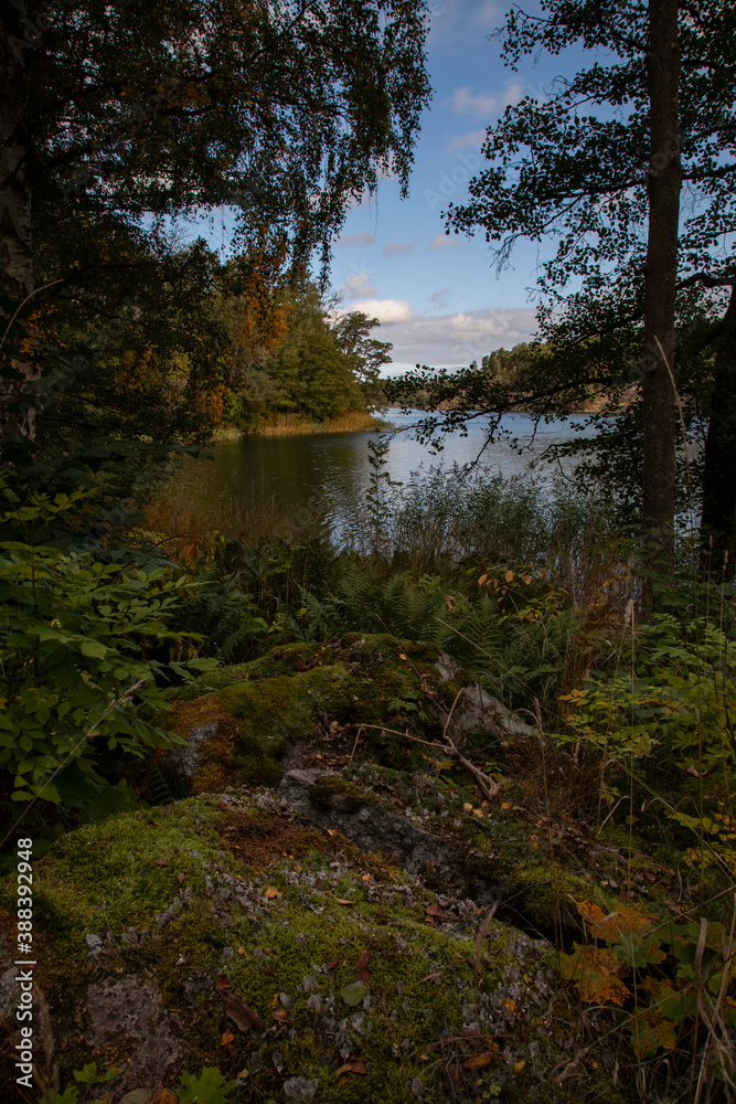 View of the lake through the foliage of trees on a summer day
View of the lake through the foliage of trees on a summer day