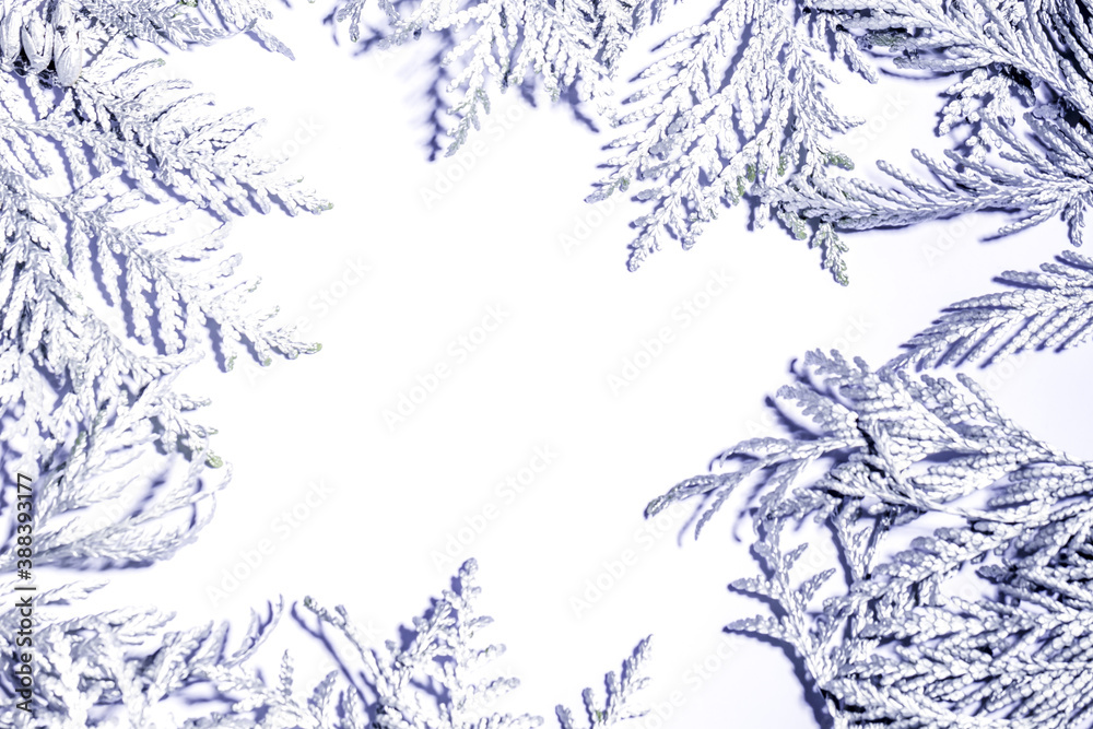 Obraz premium Christmas frame composition with silver thuja branches against white background. Overhead view, flat lay with copy space.