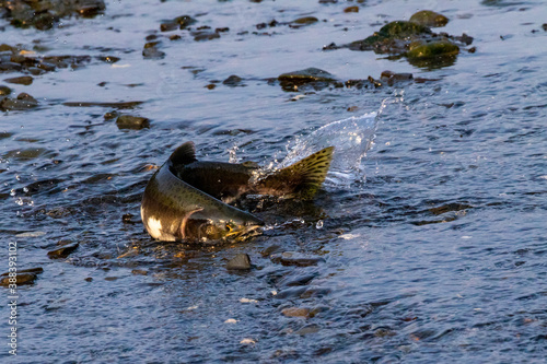 Pink Salmon (Humpy Salmon) migrating out of water through a shallow portion of a creek during the migration of the fish from the ocean to its fresh-water spawning grounds in Alaska
