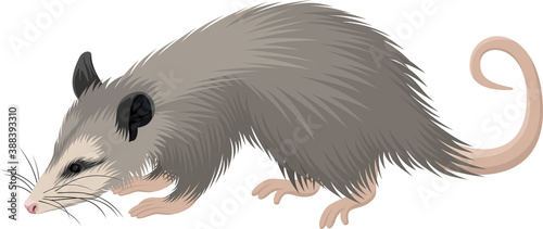 Photos vector North American opossum (Didelphis virginiana) illustration
