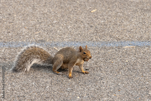 Grey Squirrel with Nut in his mouth