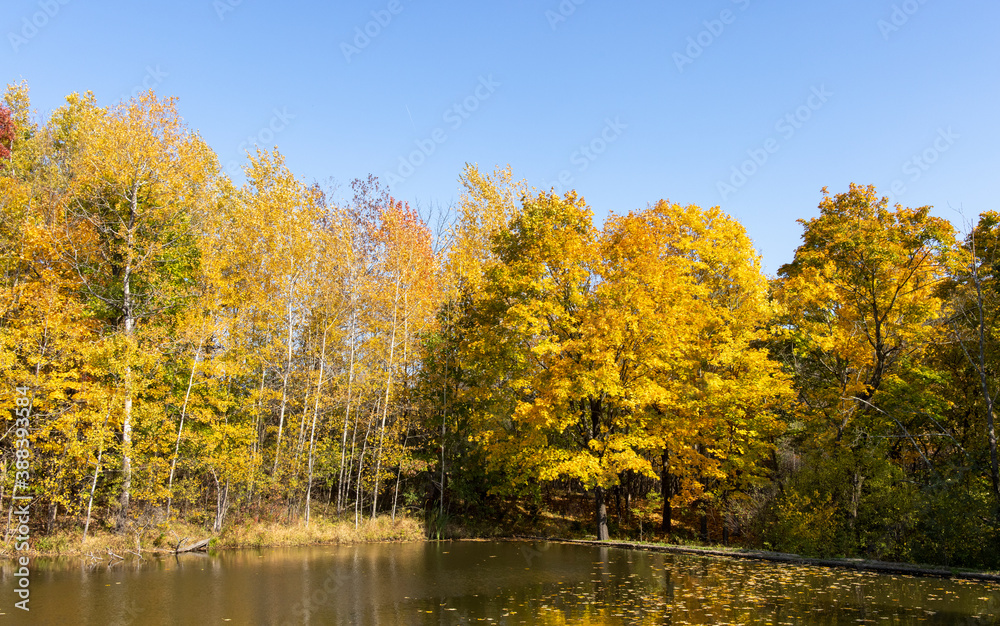 Autumn colors around a small pond