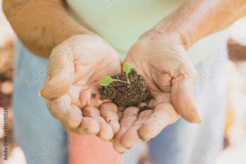 background hand holding small plant, seedling, seeds